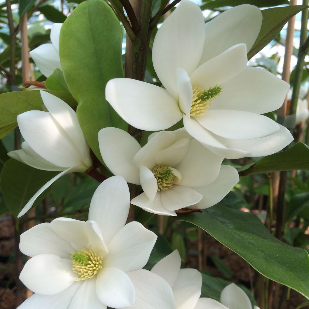 Magnolia doltsopa Fairy White - Magnolie