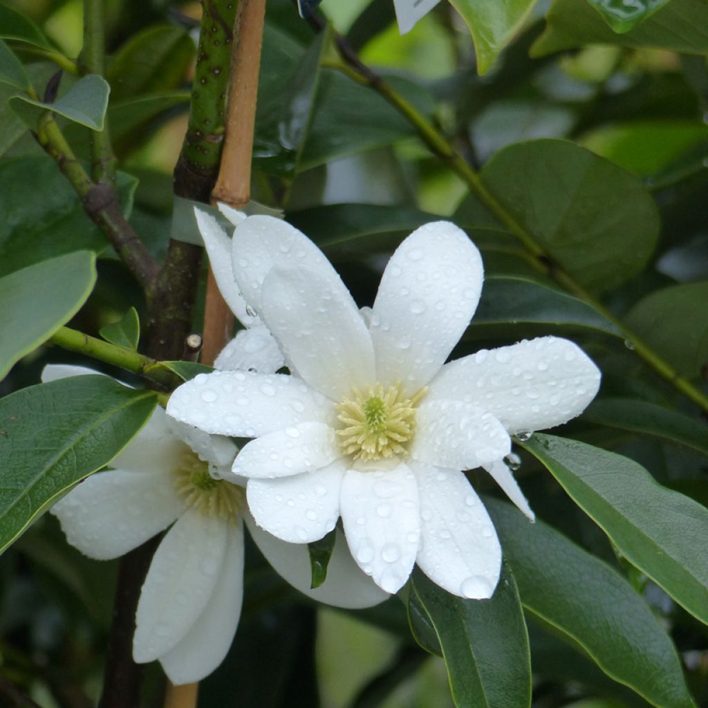 Magnolia doltsopa Fairy White - Magnolie