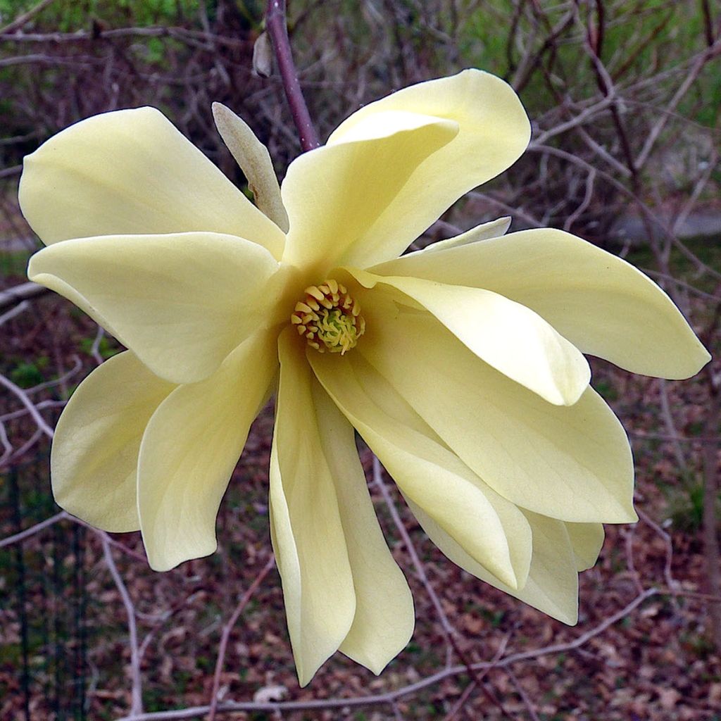 Magnolia Gold Star - Magnolie