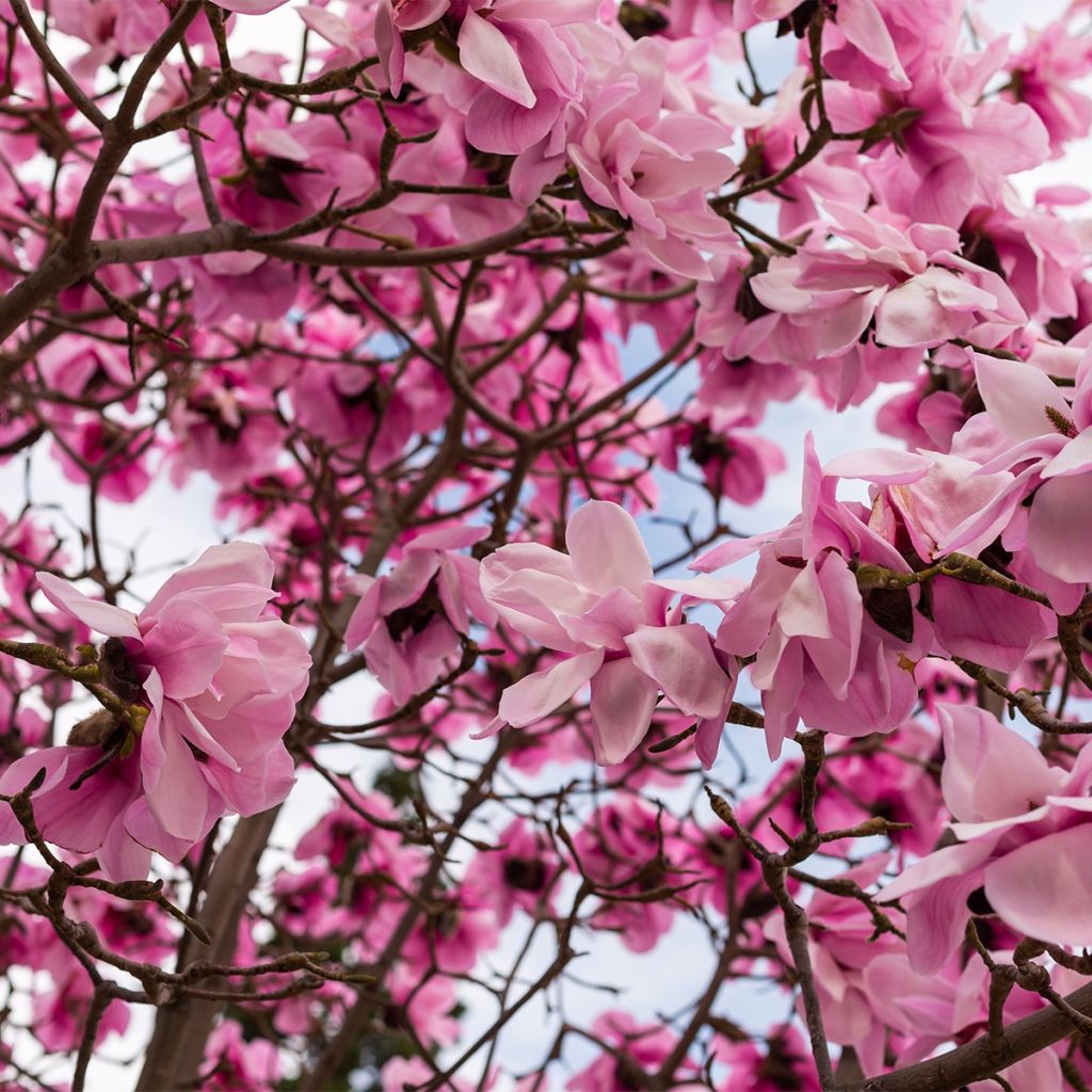 Magnolia denudata Iolanthe - Yulan-Magnolie