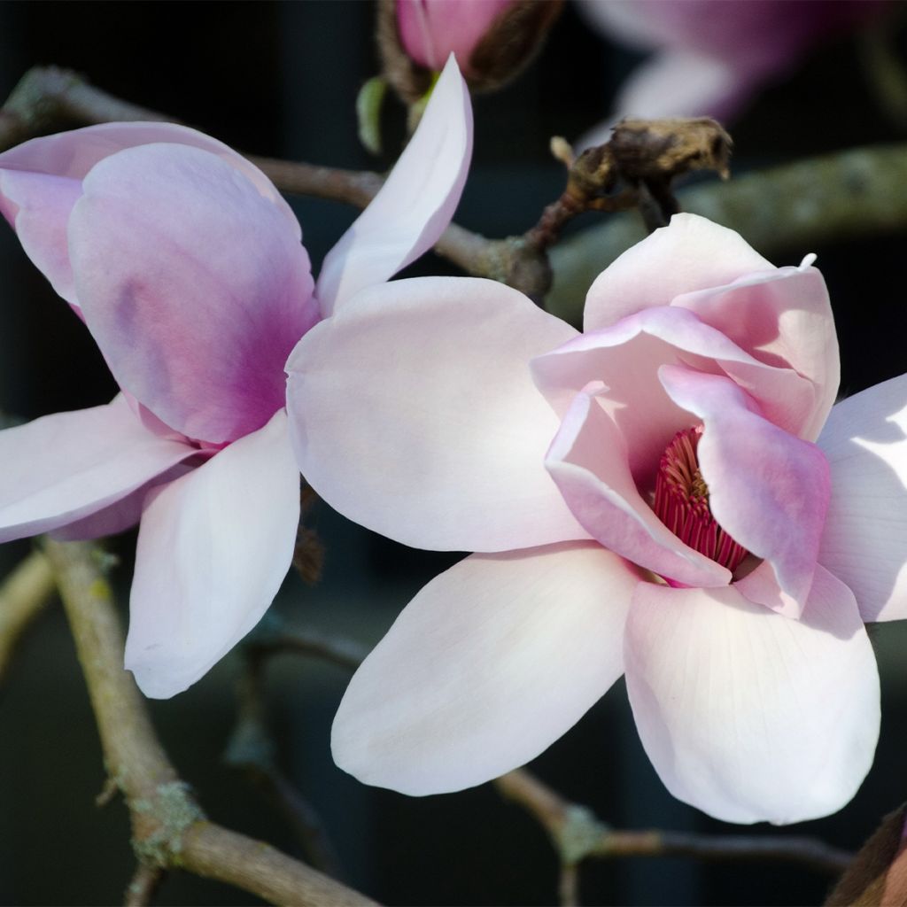 Magnolia Iolanthe