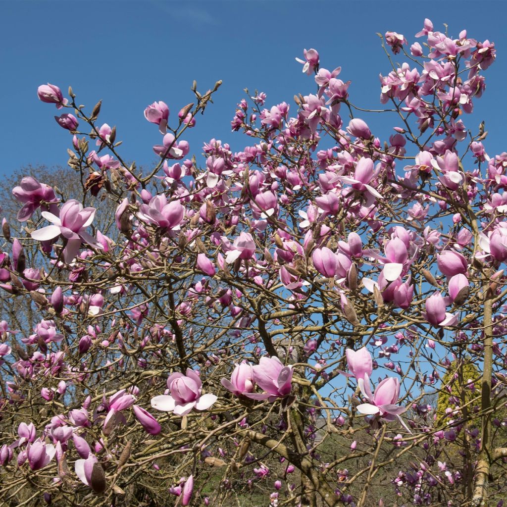 Magnolia Iolanthe