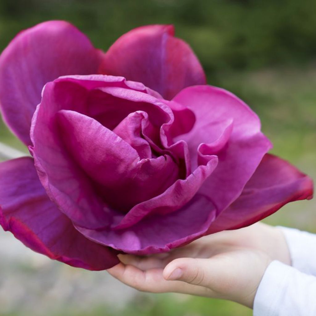 Magnolia soulangeana Meganolia - Tulpen-Magnolie