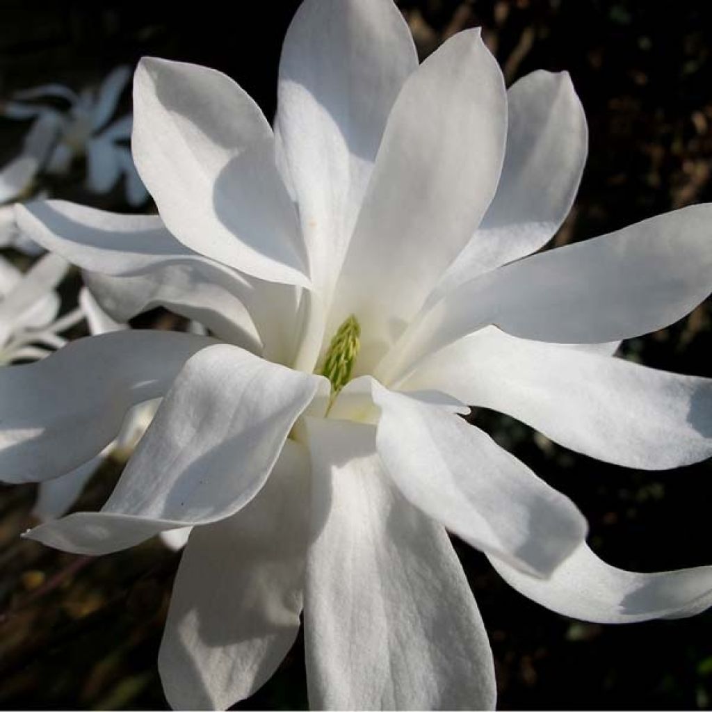 Magnolia stellata - Stern-Magnolie