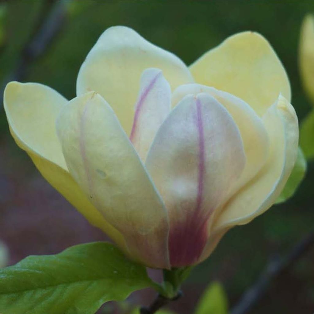 Magnolia brooklinensis Sunsation - Magnolie