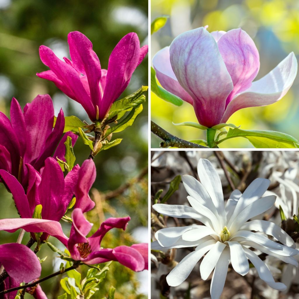 Magnolia Three Sisters Mix - Magnolie