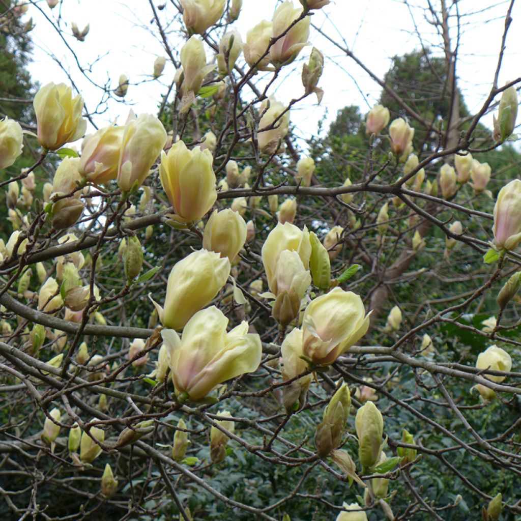 Magnolia Yellow Lantern - Magnolie