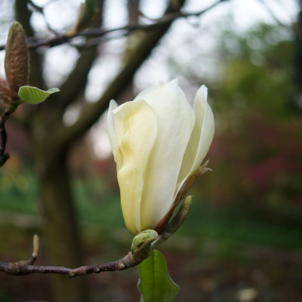 Magnolia Yellow Lantern - Magnolie