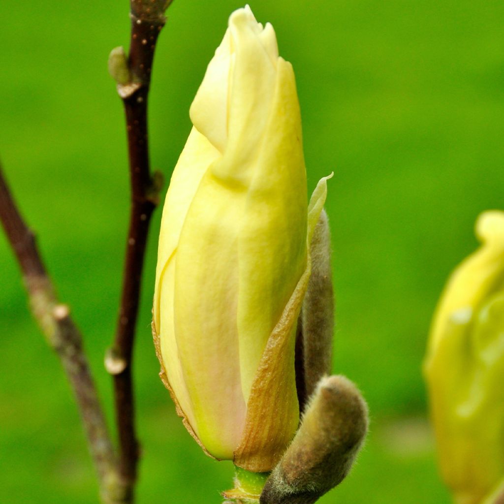 Magnolia Yellow Lantern - Magnolie