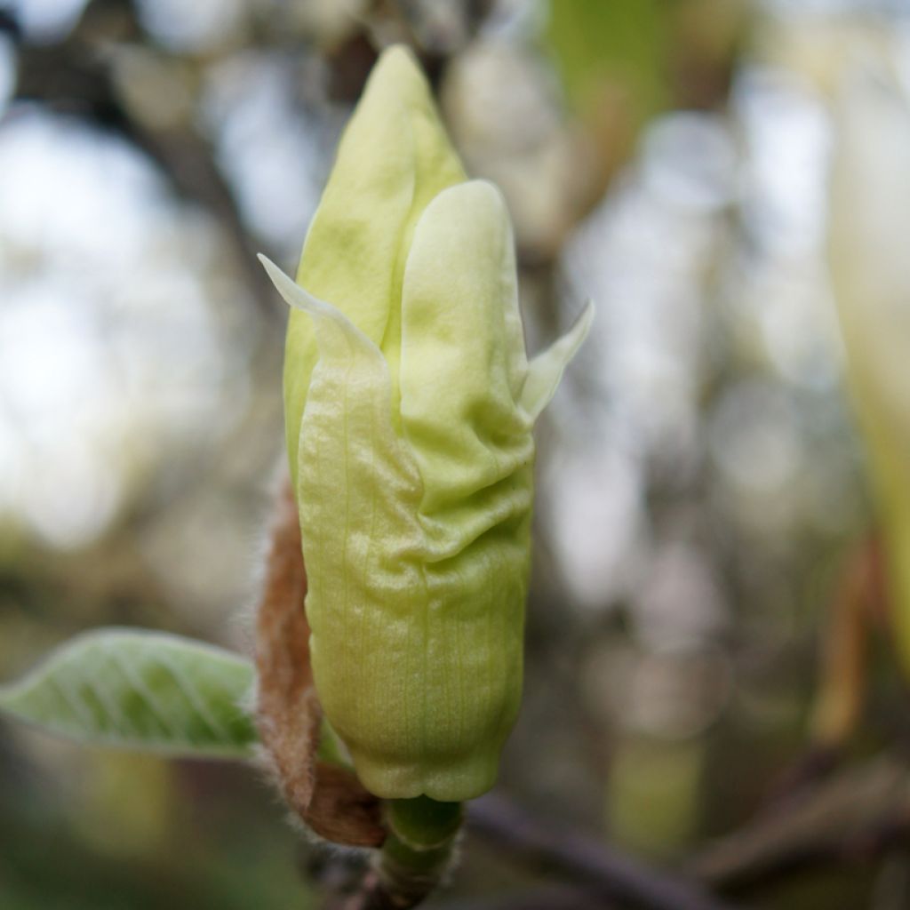 Magnolia Yellow Lantern - Magnolie