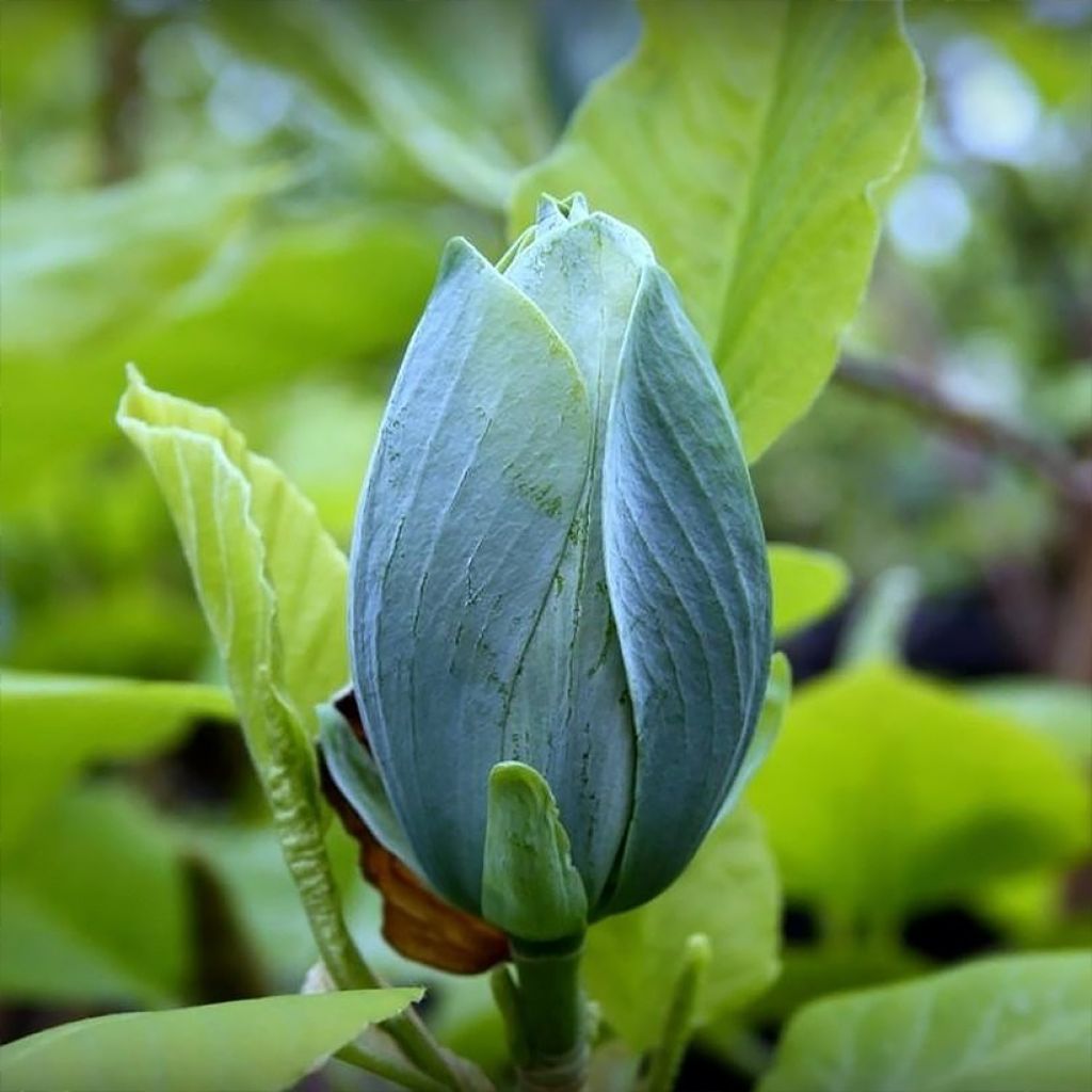 Magnolia acuminata Blue Baby - Gurken-Magnolie