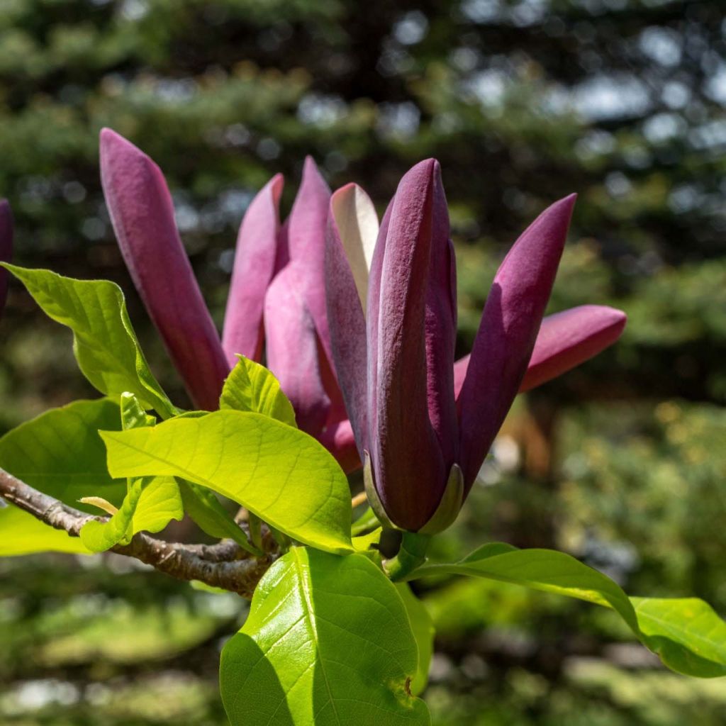 Magnolia brooklynensis Black Beauty - Magnolie