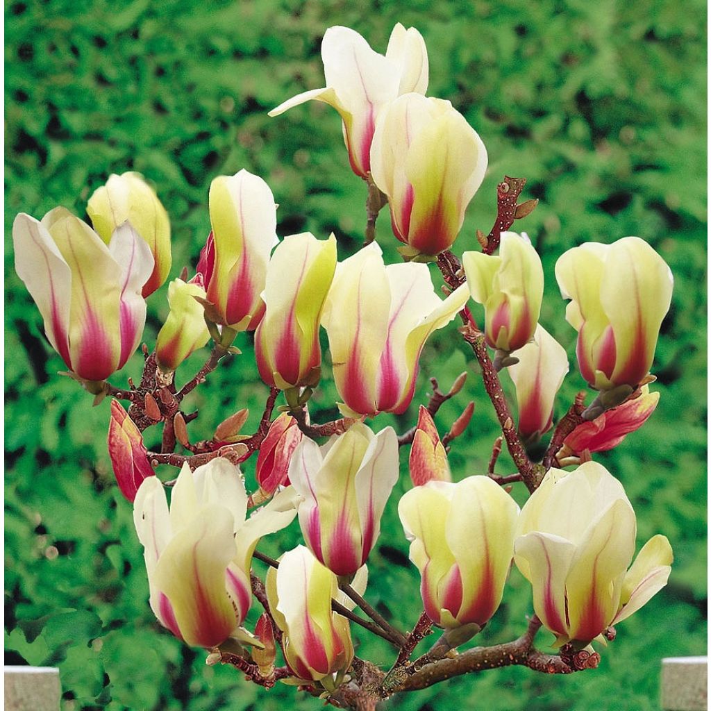 Magnolia denudata Sunrise - Yulan-Magnolie