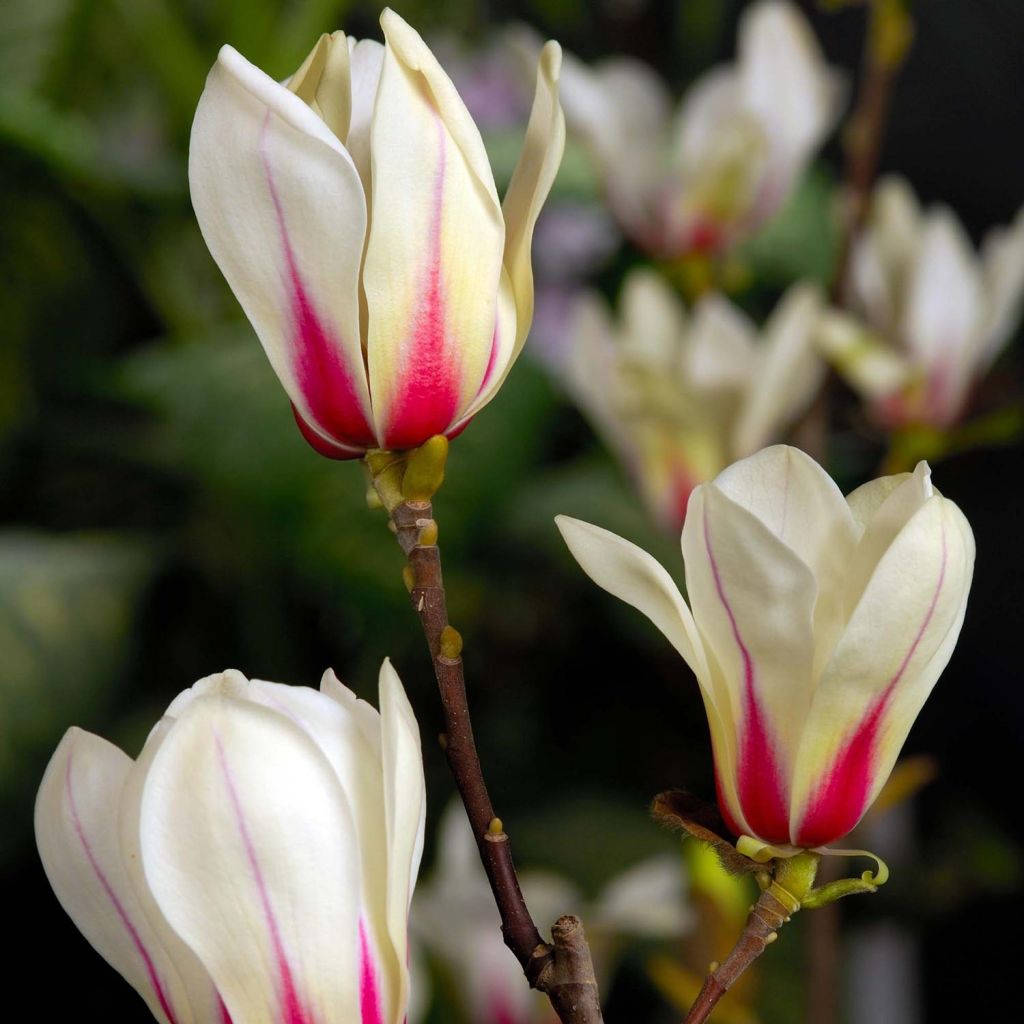 Magnolia denudata Sunrise - Yulan-Magnolie