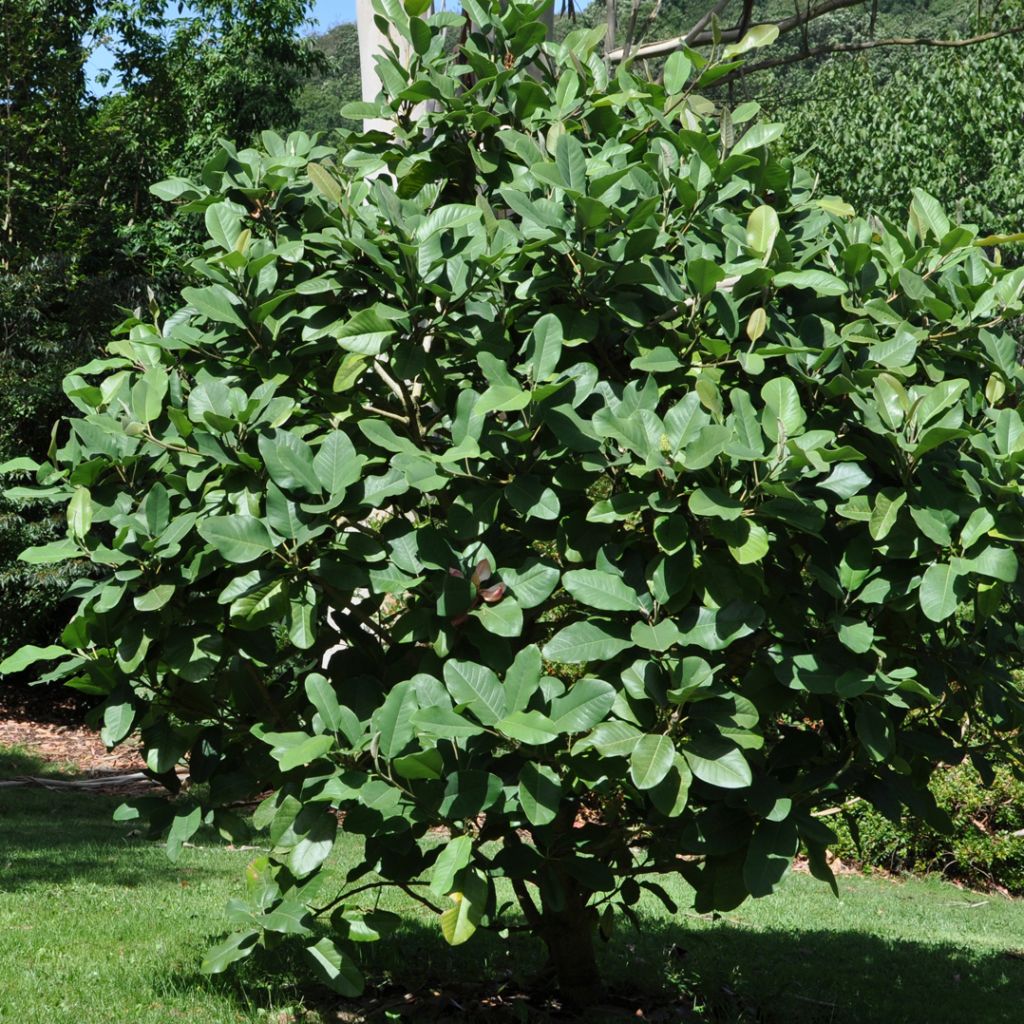 Magnolia delavayi - Delavays Magnolie