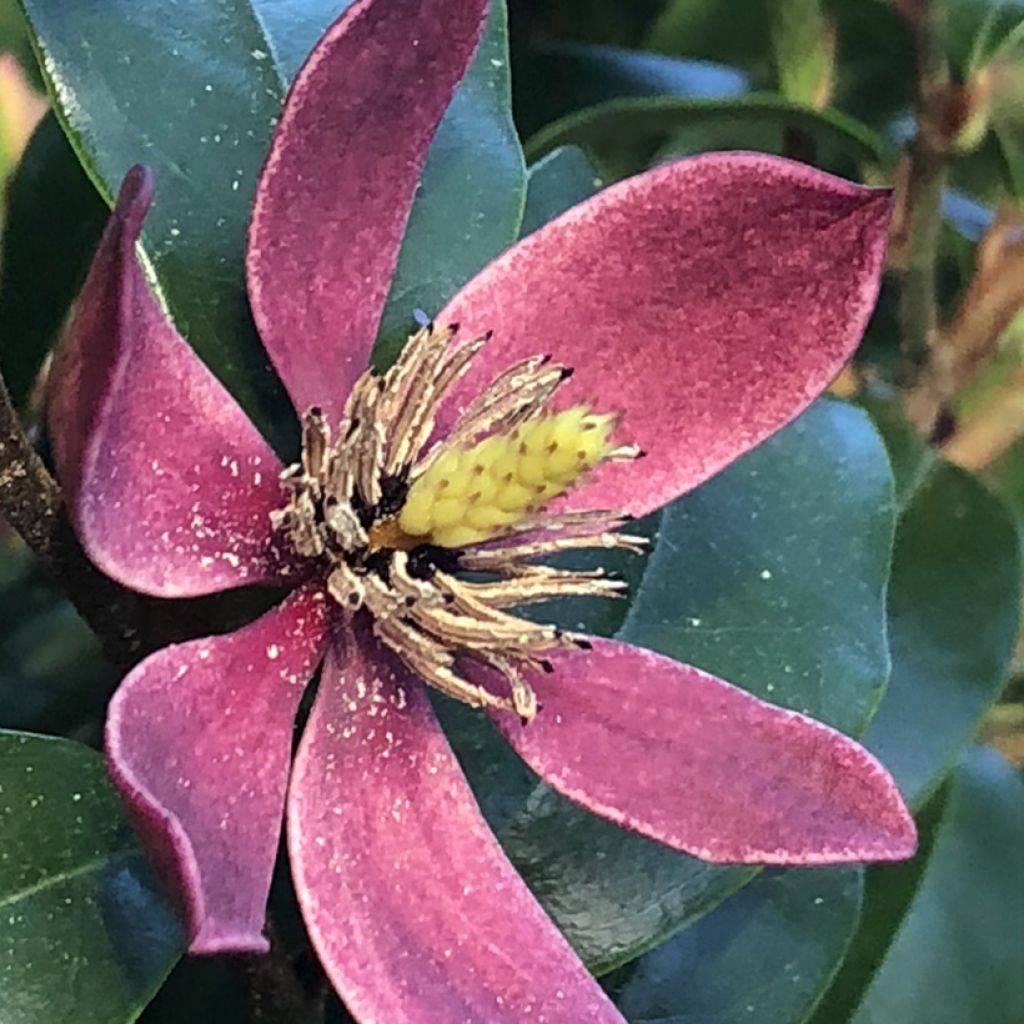 Magnolia figo Stellar Ruby - Bananenstrauch