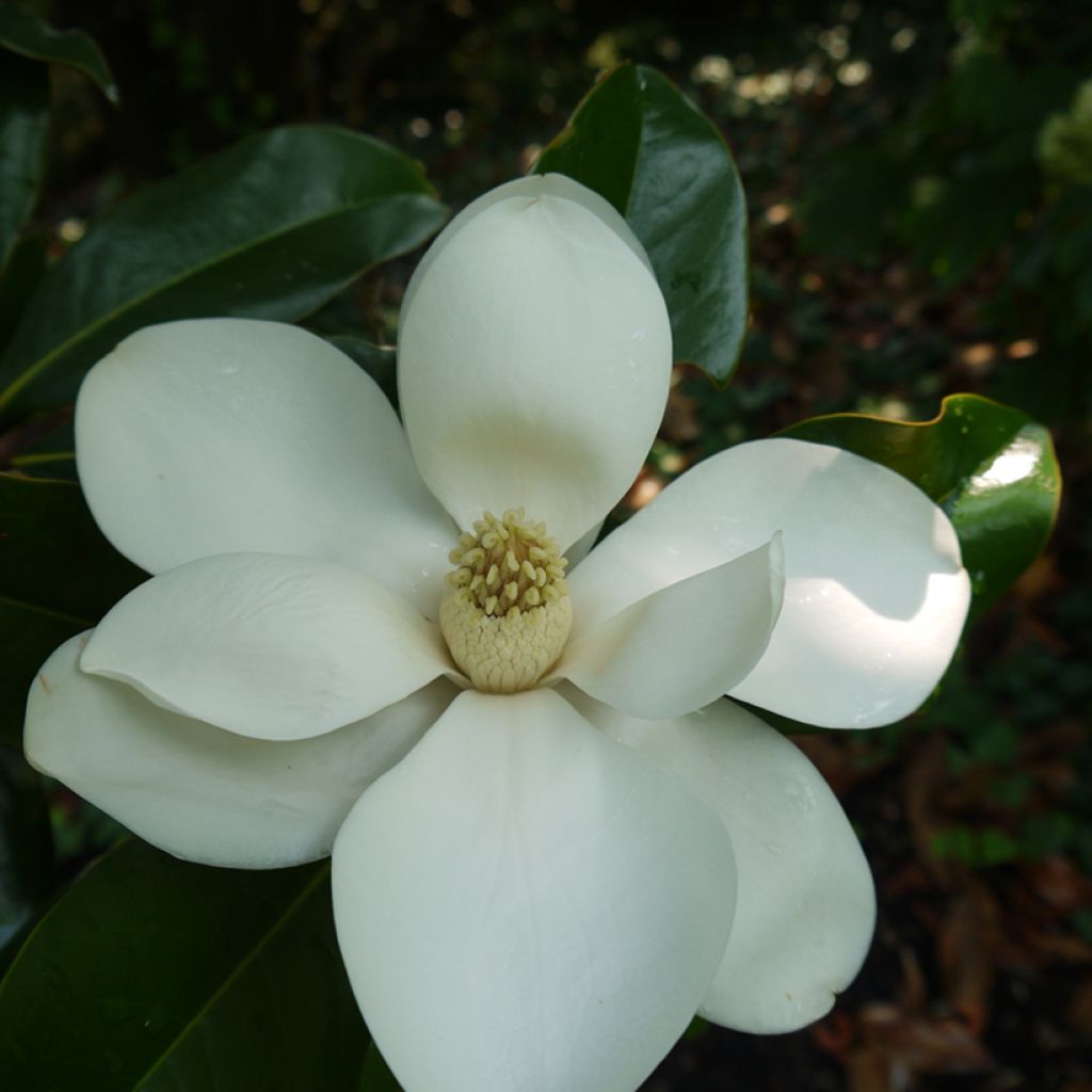 Magnolia grandiflora Bracken's Brown Beauty - Immergrüne Magnolie