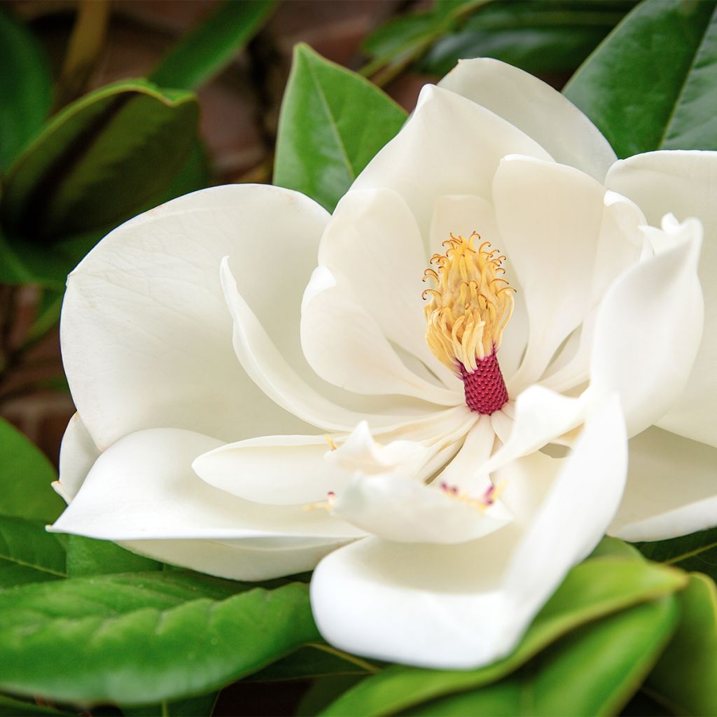 Magnolia grandiflora Goliath - Immergrüne Magnolie