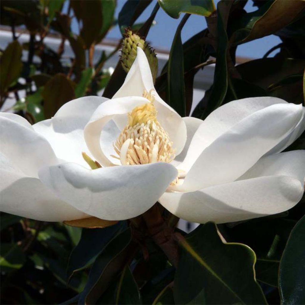 Magnolia grandiflora Little Gem - Immergrüne Magnolie