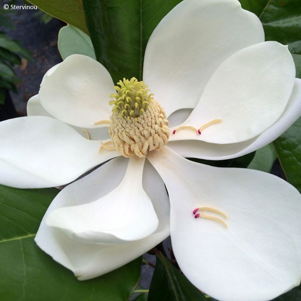 Magnolia grandiflora Mainstreet - Immergrüne Magnolie