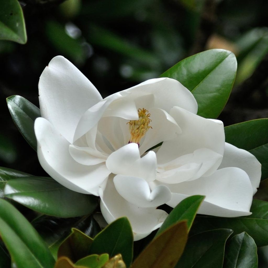 Magnolia grandiflora Purpan - Immergrüne Magnolie