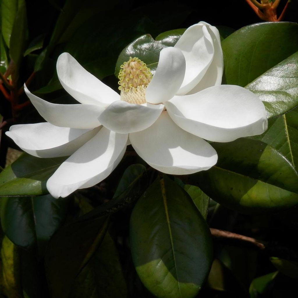 Magnolia grandiflora Treyve - Immergrüne Magnolie