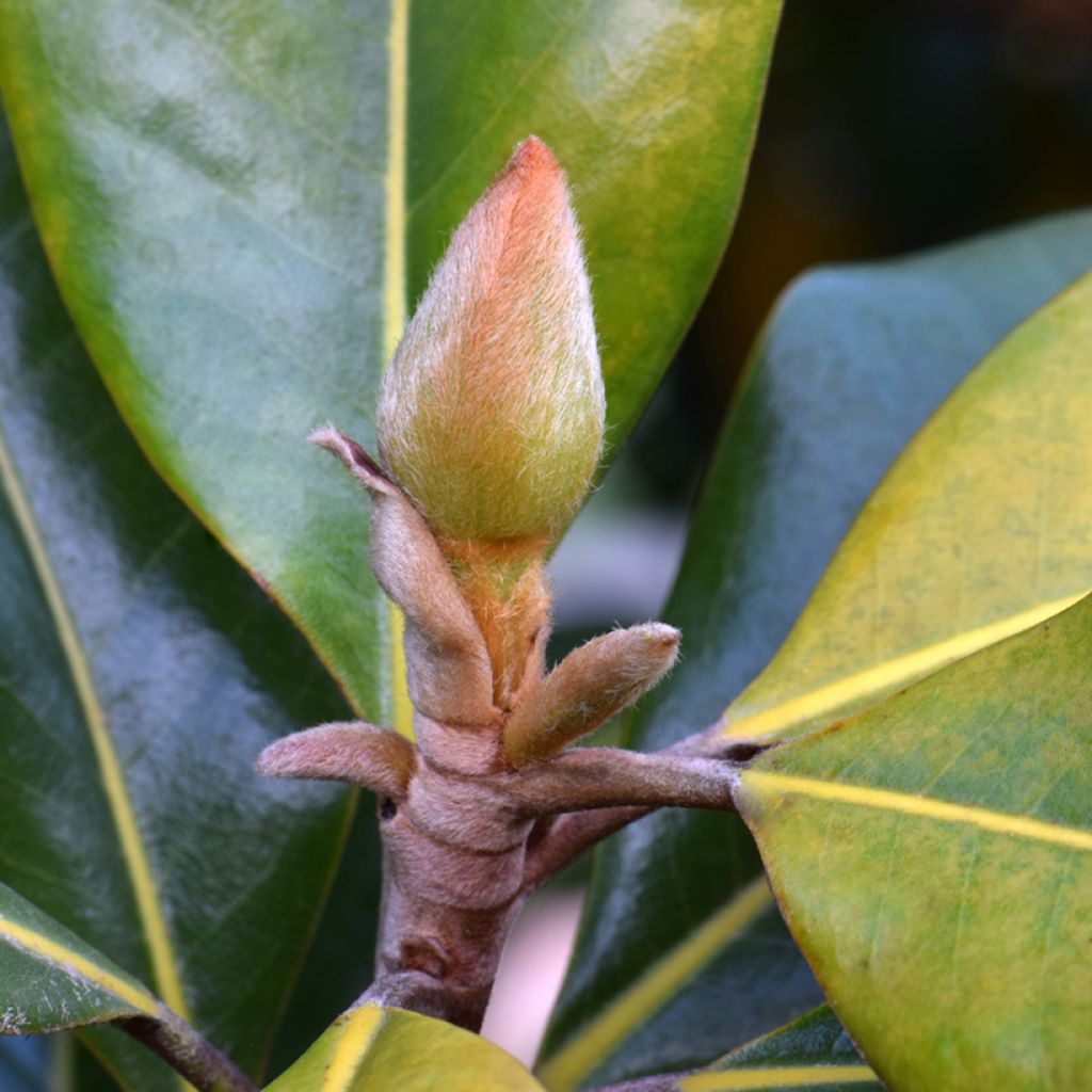 Magnolia grandiflora Victoria - Immergrüne Magnolie