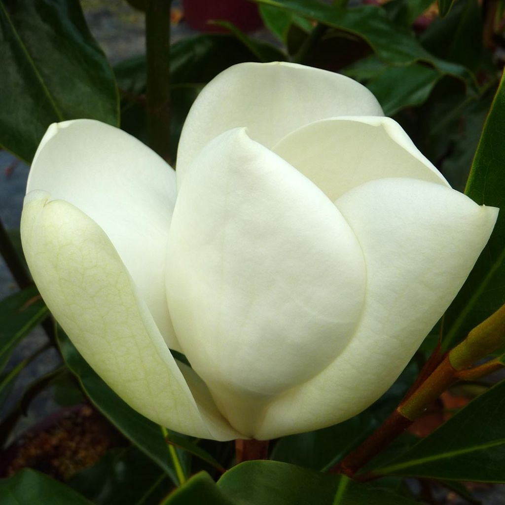 Magnolia grandiflora Kay Parris - Immergrüne Magnolie