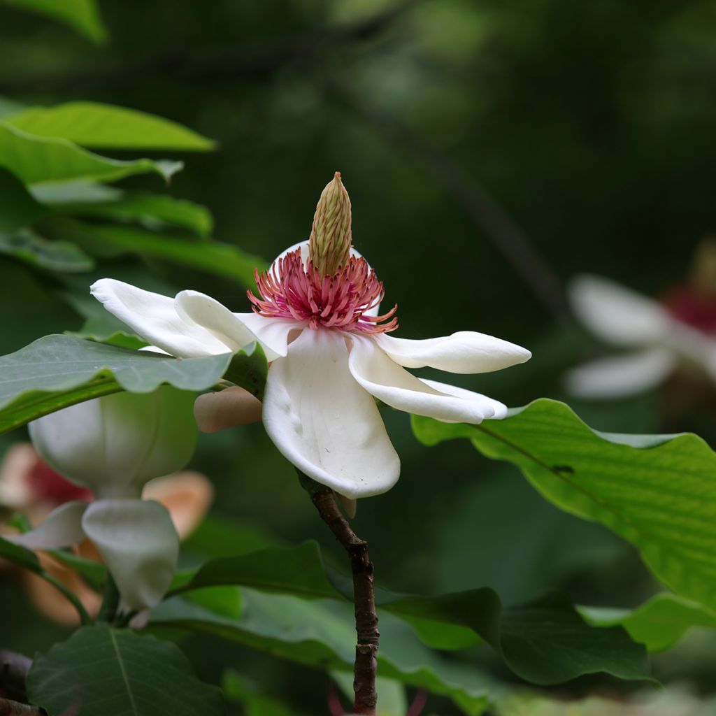 Magnolia hypoleuca - Japanische Großblatt-Magnolie