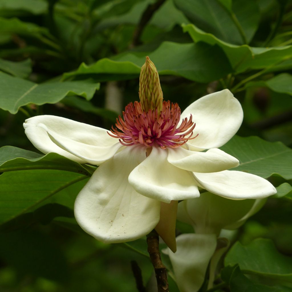 Magnolia hypoleuca - Japanische Großblatt-Magnolie