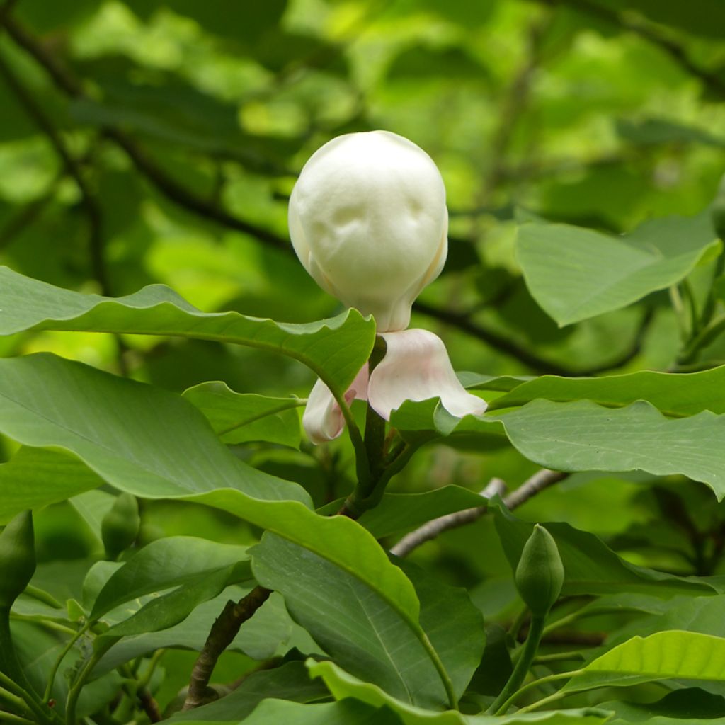 Magnolia hypoleuca - Japanische Großblatt-Magnolie