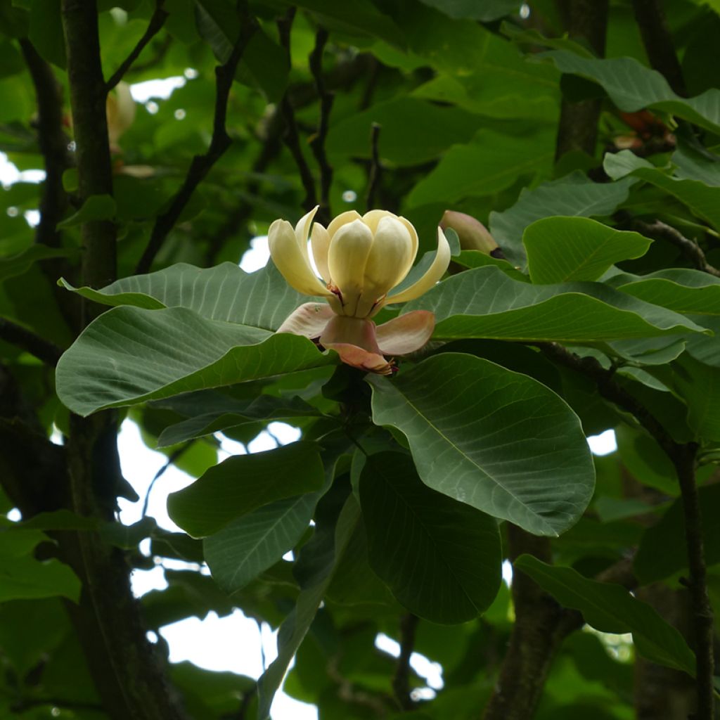 Magnolia hypoleuca - Japanische Großblatt-Magnolie