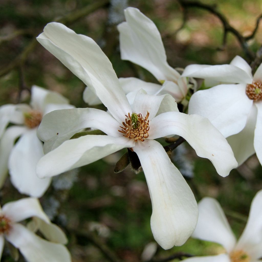 Magnolia kobus - Kobushi-Magnolie