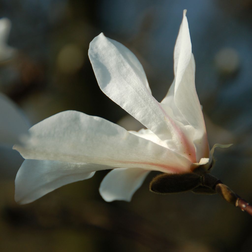 Magnolia kobus - Kobushi-Magnolie