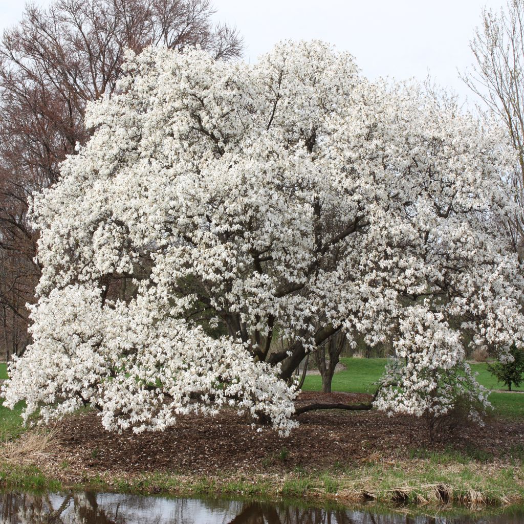 Magnolia kobus - Kobushi-Magnolie