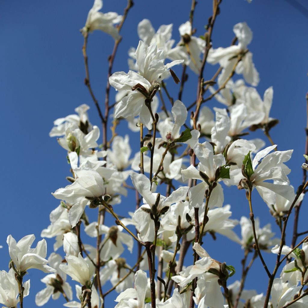 Magnolia kobus Isis - Kobushi-Magnolie