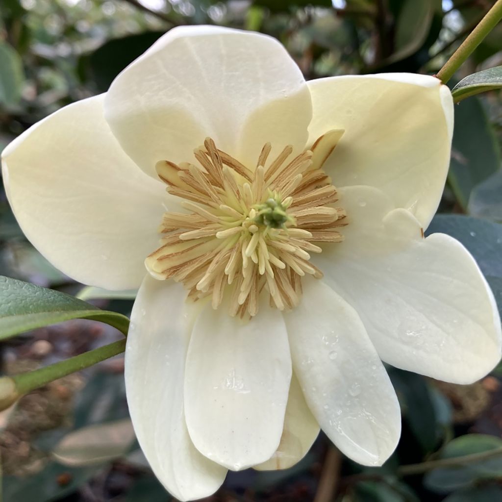 Magnolia laevifolia Achteraan - Magnolie