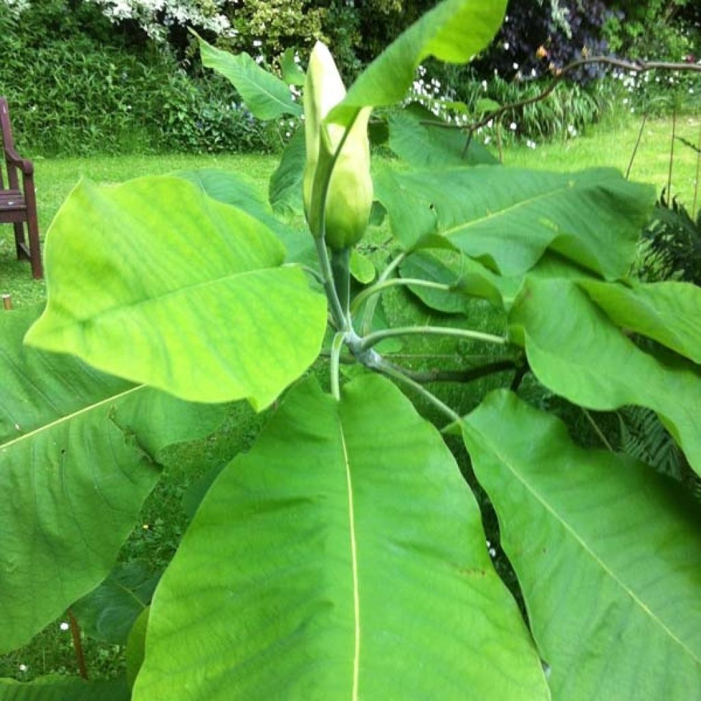 Magnolia macrophylla - Großblatt-Magnolie