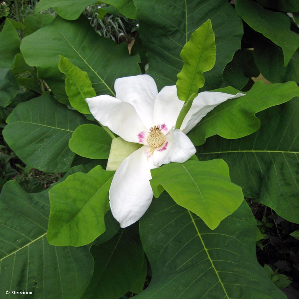 Magnolia macrophylla subsp. ashei - Ashe Magnolie