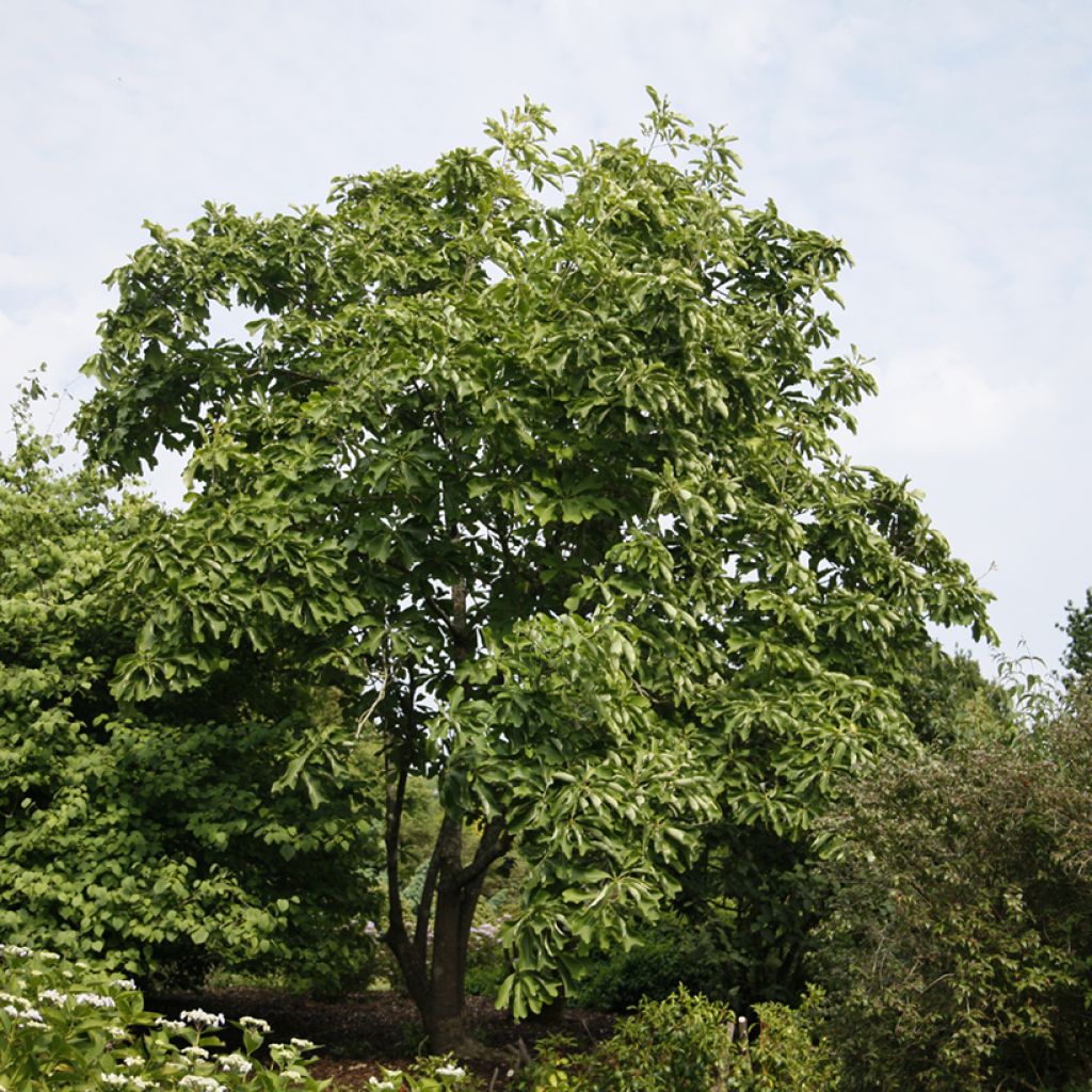 Magnolia officinalis - Arznei-Magnolie