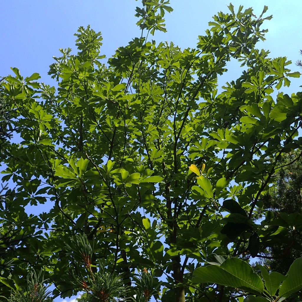 Magnolia officinalis biloba - Magnolia officinal             