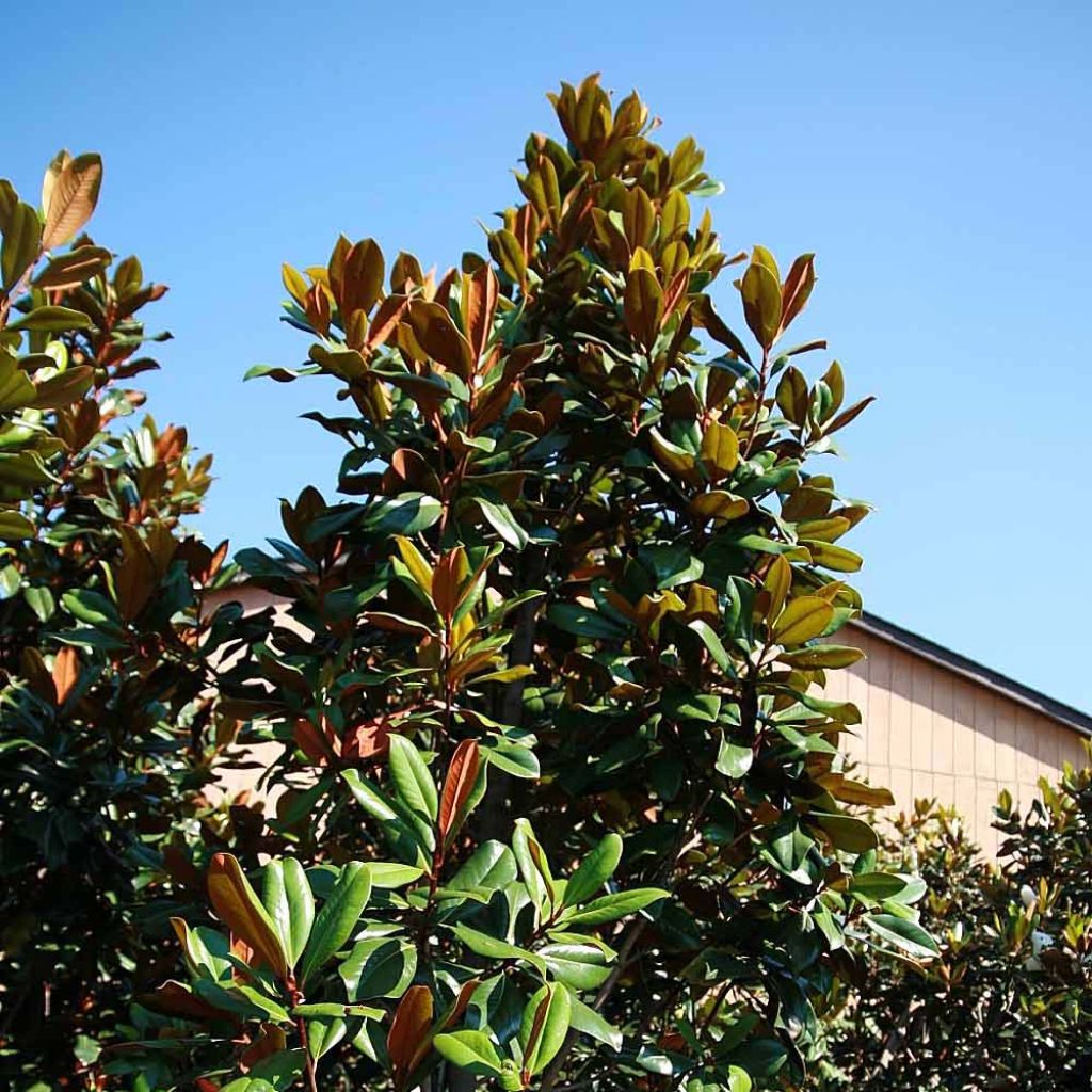 Magnolia grandiflora D.d. blanchard - Immergrüne Magnolie