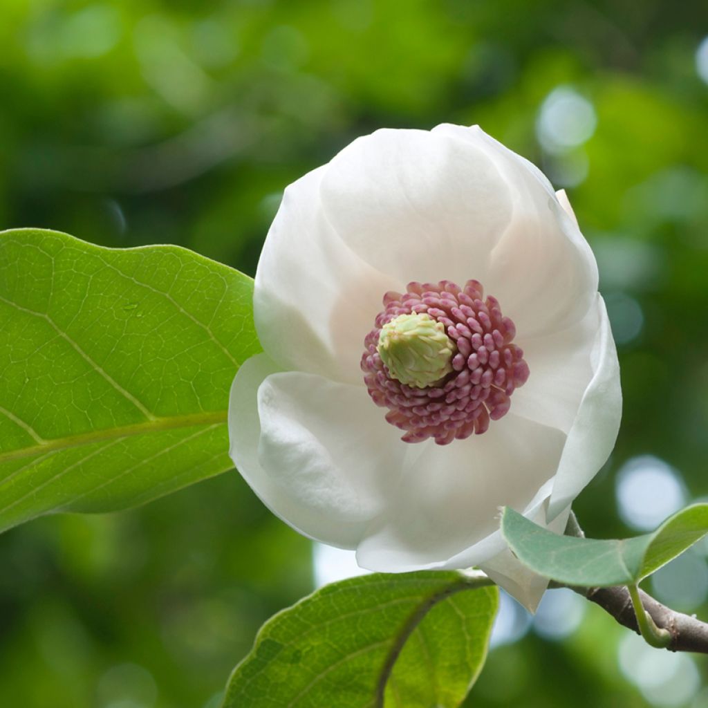 Magnolia sieboldii Colossus - Sommer-Magnolie