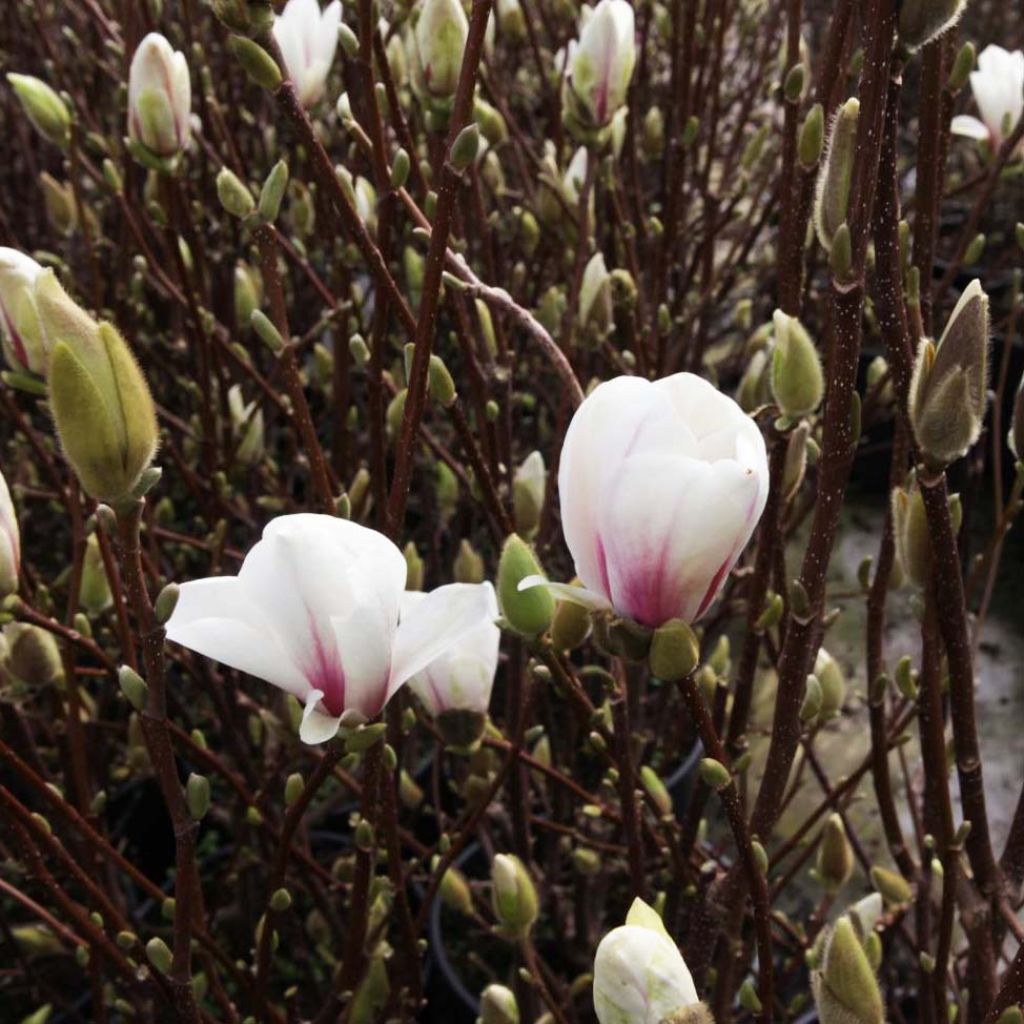 Magnolia soulangeana Alba Superba