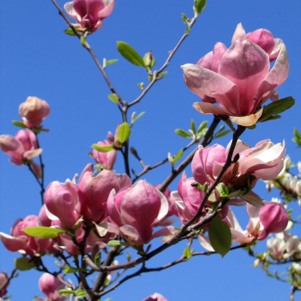 Magnolia soulangeana Lennei - Tulpen-Magnolie