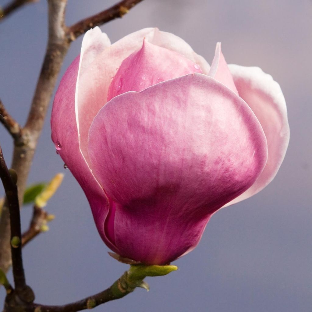 Magnolia soulangeana Lennei - Tulpen-Magnolie