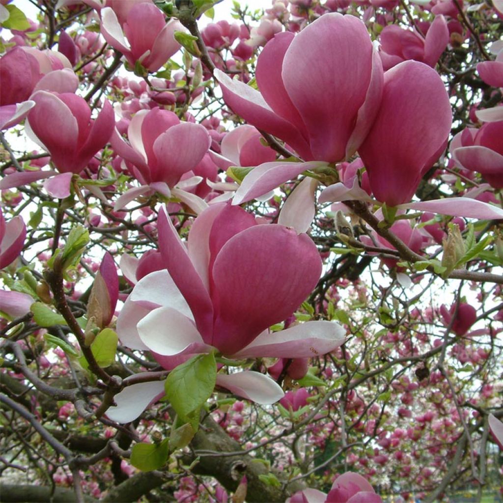 Magnolia soulangeana Rustica Rubra - Tulpen-Magnolie