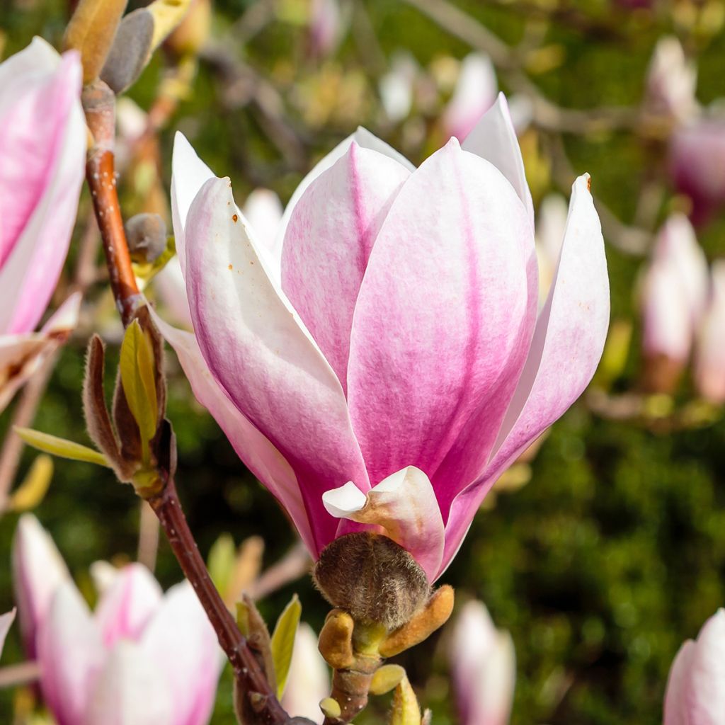 Magnolia soulangeana - Tulpen-Magnolie