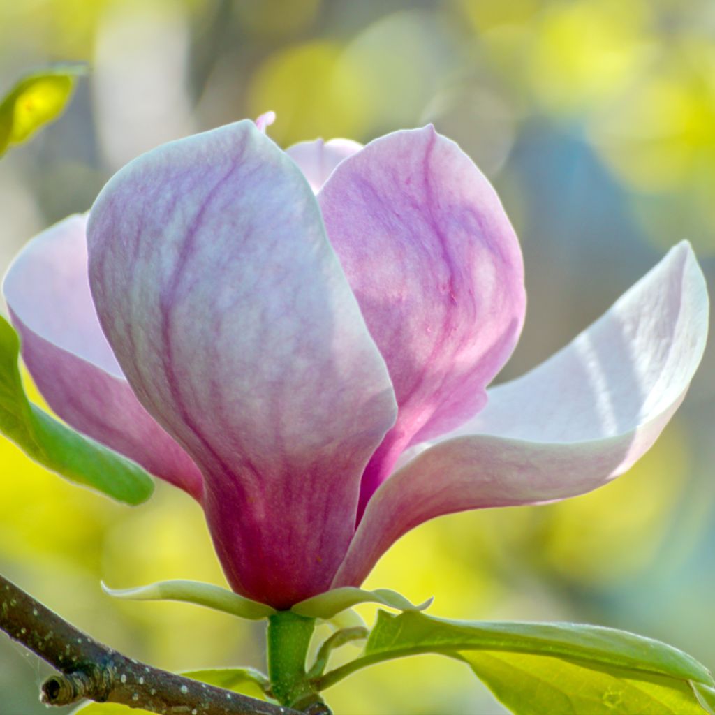 Magnolia soulangeana - Tulpen-Magnolie