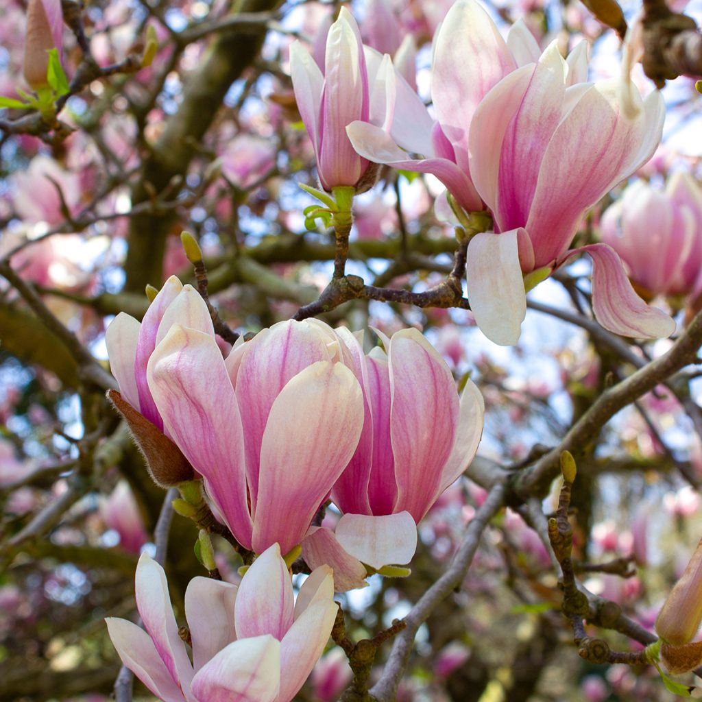 Magnolia soulangeana - Tulpen-Magnolie